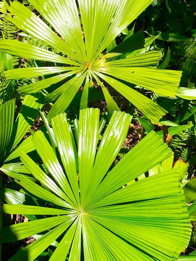 Daintree Magic Holiday House Cow Bay Exterior foto
